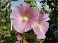 Blumen im Garten