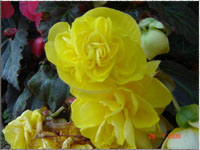 Blumen im Garten