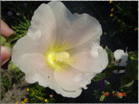 Blumen im Garten