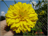 Blumen im Garten