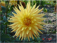 Blumen im Garten