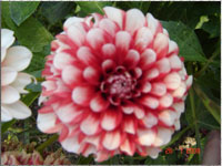 Blumen im Garten