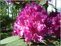 Blumen im Garten