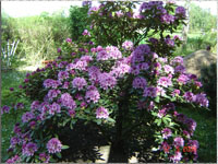 Blumen im Garten