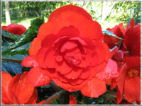Blumen im Garten