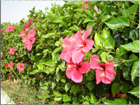 Hecke in Tunesien