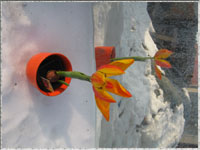 Tulpe im Schnee