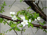 Strauch im Frhling hinterm Haus