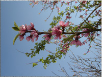 Pfirsichblten im Garten