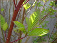 Wildes Grn vorm Haus