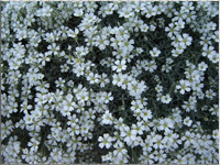 Blumenbeet in sterreich
