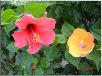 Strauch in Gran Canaria