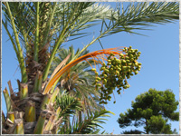 Dattelpalme auf Mallorca