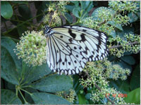 Schmetterling auf Gran Canaria