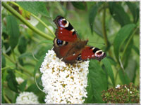 PSchmetterling im Klostergarten Dargun