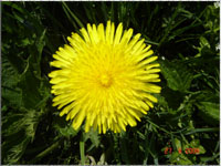 Speckblume