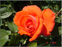 Rose