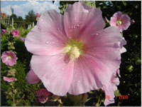Blumen im Garten