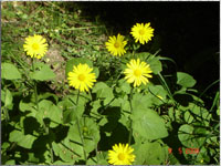 Gelbe Blumen im Schlosspark Elisium