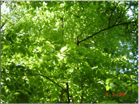 Grne Krone eines Baumes