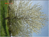 Frhling auf der Wiese
