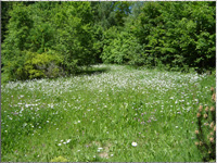 Wildwiese im Vogelpark Marlow