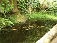 Tropenhaus mit Fischteich im Vogelpark Marlow
