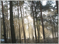 Fichten im Winteridyll