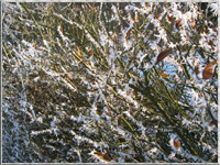 Eiskristalle vom Wind geformt an einer Hecke