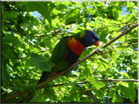 Ein Ara aus dem Vogelpark Marlow