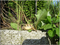 Clio im Garten