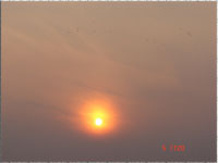 Sonnenuntergang mit Vogelschar