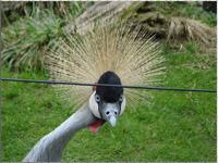 Was guckst du? - Vogel im Tiergarten